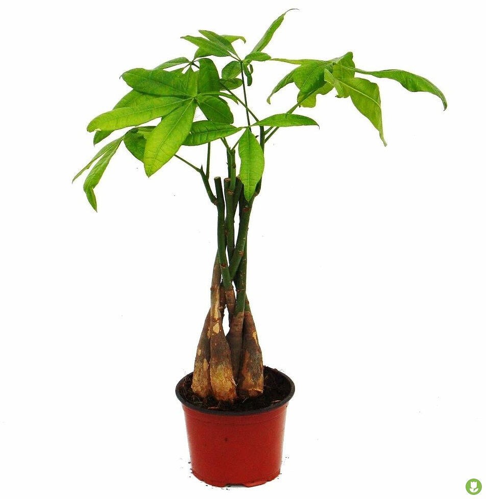 Pachira Acuatica M14 40cm_0
