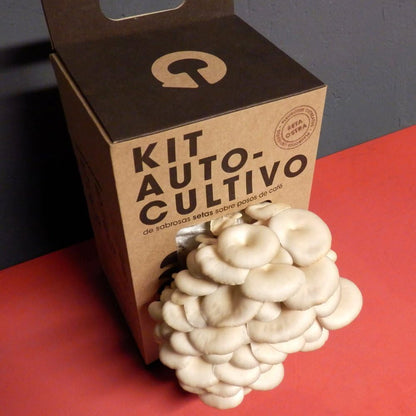 Kit Cultivo de Setas Ostra en Casa - Ingrediente Gourmet en 15 Días, Regalo Original - Resetea_1