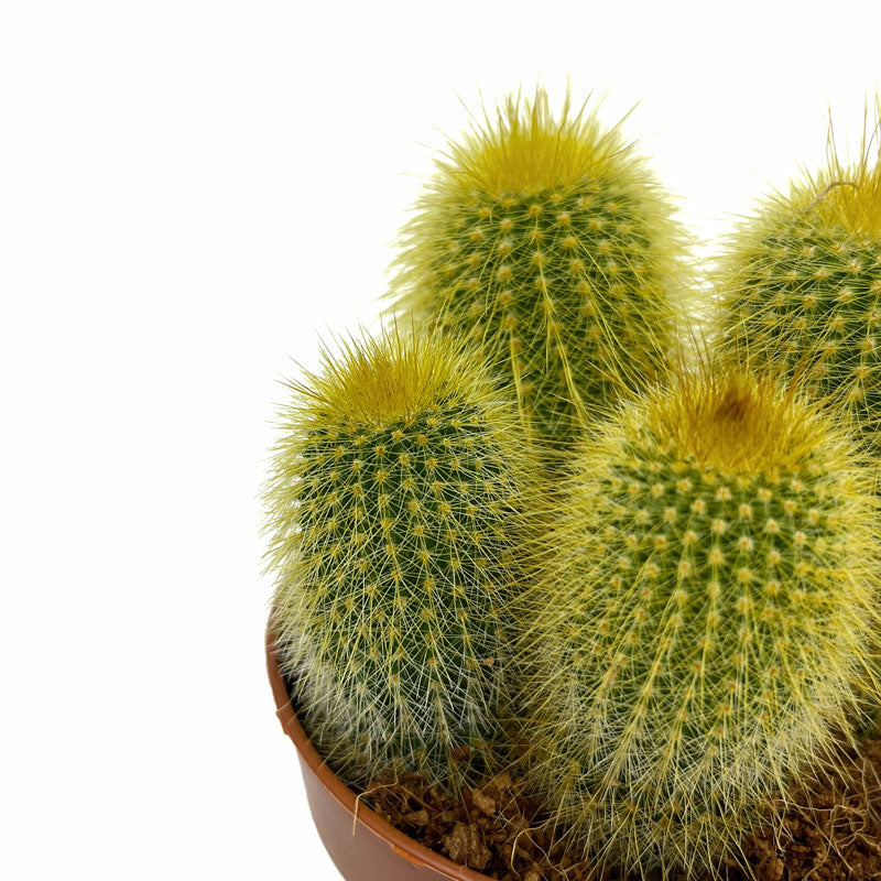 Parodia Leninghausii Cactus Y Suculentas M8,5 cm Ø_2
