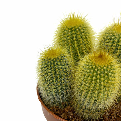 Parodia Leninghausii Cactus Y Suculentas M8,5 cm Ø_2