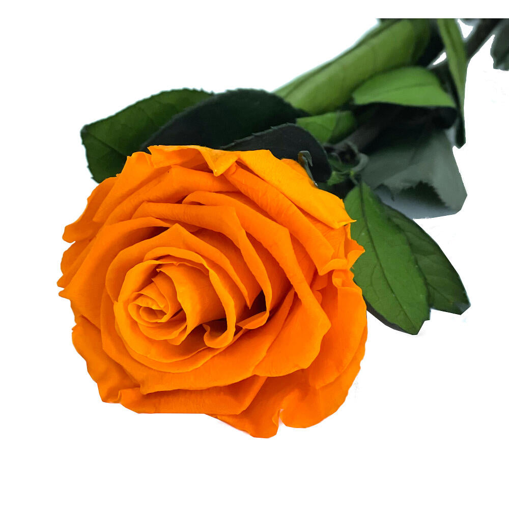 Mundo Eterno Rosa Preservada Naranja 35cm_0
