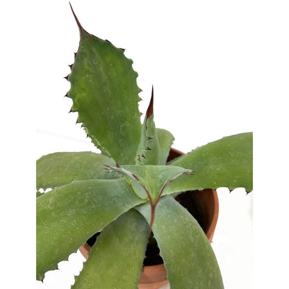 Agave Parryi M20 35cm_1