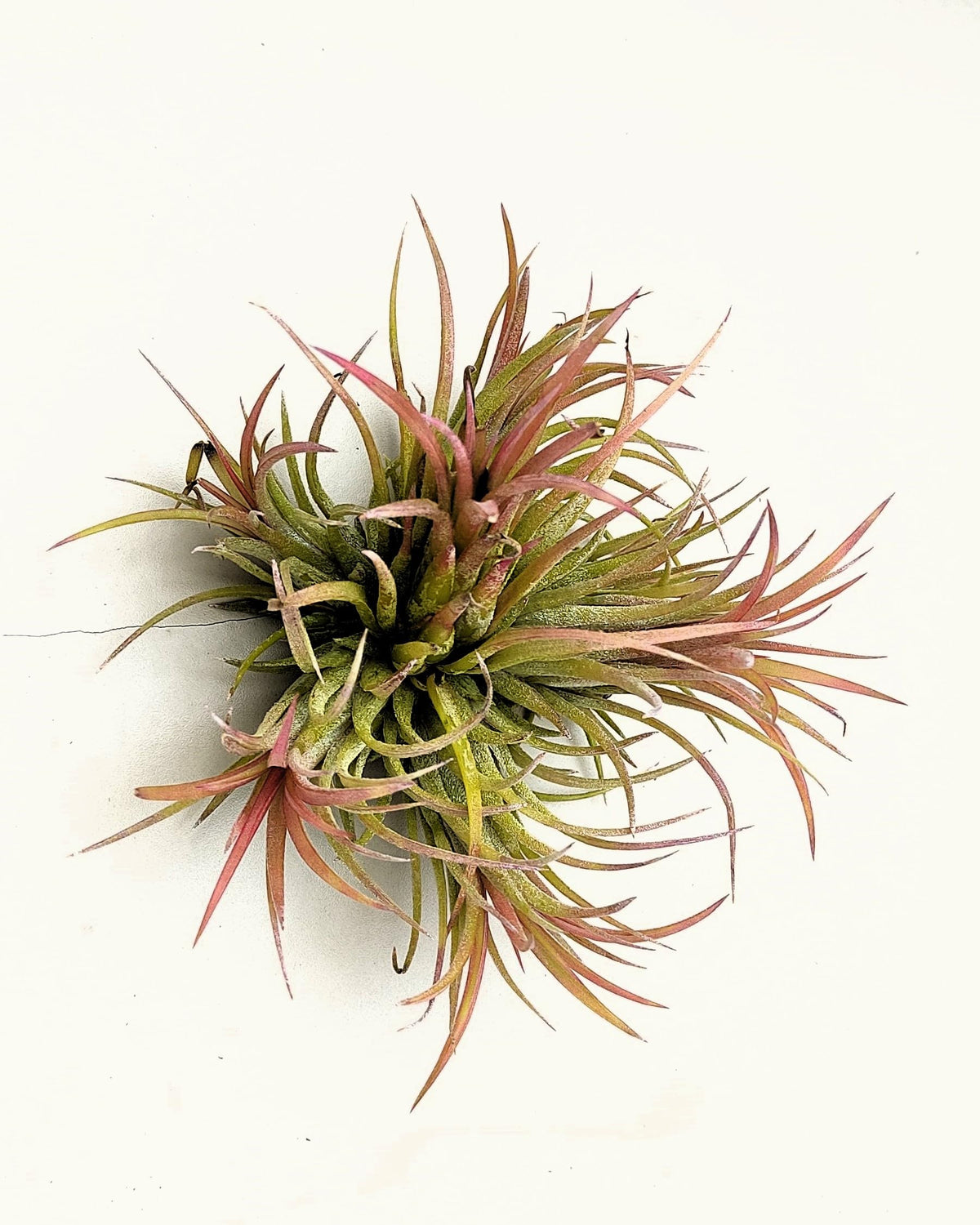 Tillandsia ionantha rubra "clump"; planta del aire, mata de plantas; Curiosarium; altura 10 cm, diámetro 15-18 cm_2