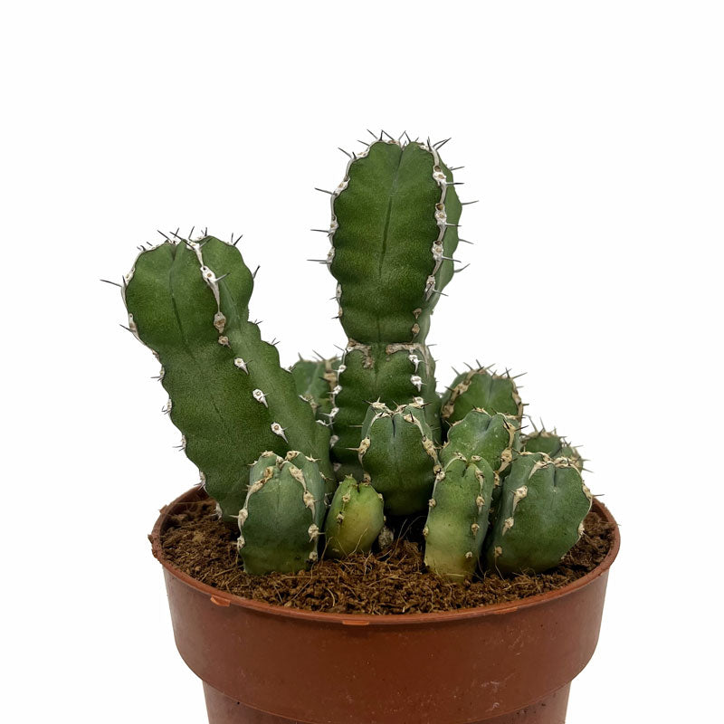Euphorbia Polyacantha Cactus Y Suculentas M8,5 cm Ø_0