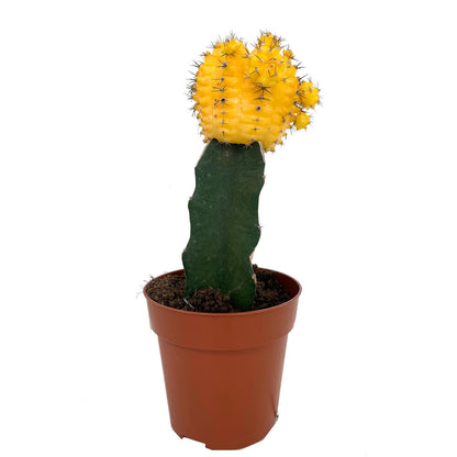 Cactus Injertado Gymnocalycium Japan M8 20cm_2