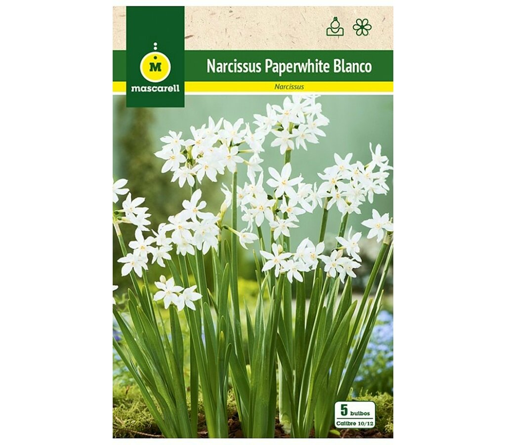 Bulbo Narciso Paperwhites Blanco_0