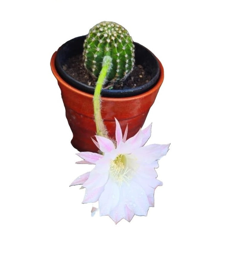 Cactus Echinopsis Oxygona (cactus Erizo Americano). Maceta Grande (17cm.)._5
