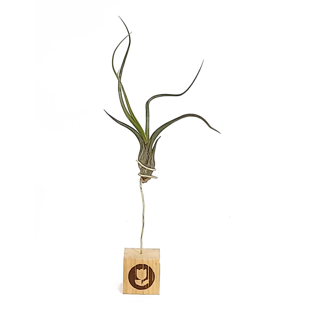 Tillandsia Pseudobailei 20cm Alto X 13cm Ancho_1
