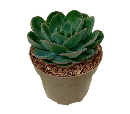 Echeveria Mandala M22_0