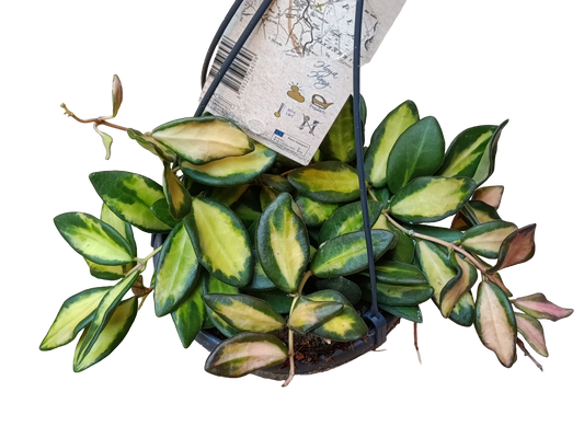 Hoya Burtoniae Variegata Ø13 Flor De Cera Planta Colgante_0