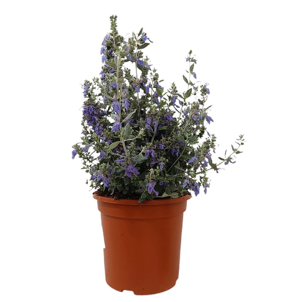 Teucrium Azureum M24 60cm_0