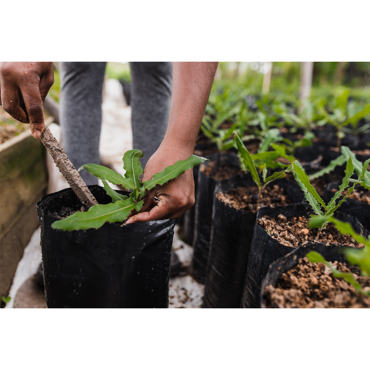 Compost Ecológico con Biochar y Minerales de Roca LivingChar 30l_2