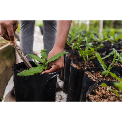 Compost Ecológico con Biochar y Minerales de Roca LivingChar 30l_2