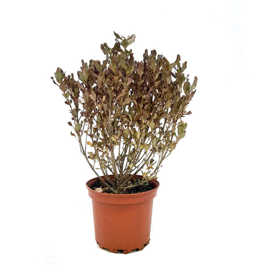 Coprosma Pacific Night M17 60cm (planta Espejo)_0