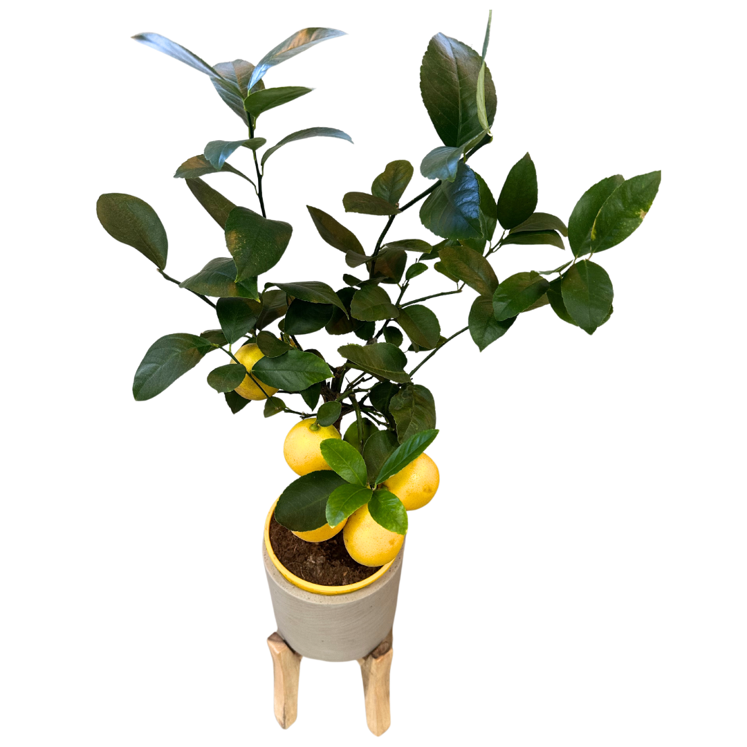 Cítrico Mini Limón M17_0