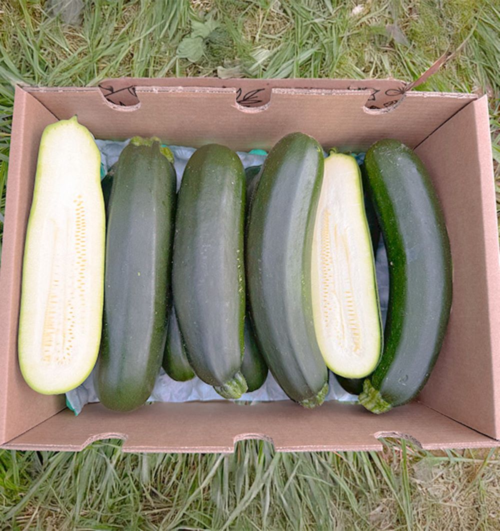 Caja De Calabacín Negro De Temporada Tropitop Caja De 2kg_2