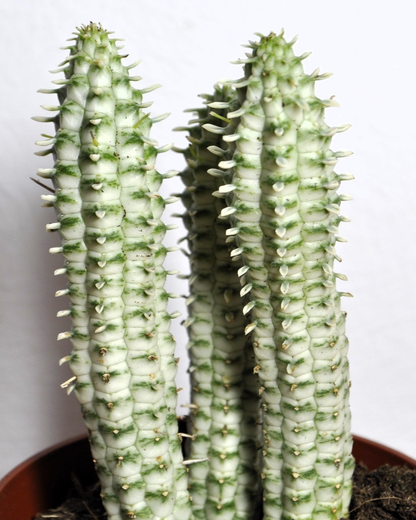 Euphorbia Mammillaris 'variegata' (mazorca De Maíz Variegada); Euforbia Suculenta; Curiosarium; Diámetro Maceta 10,5 Cm_4