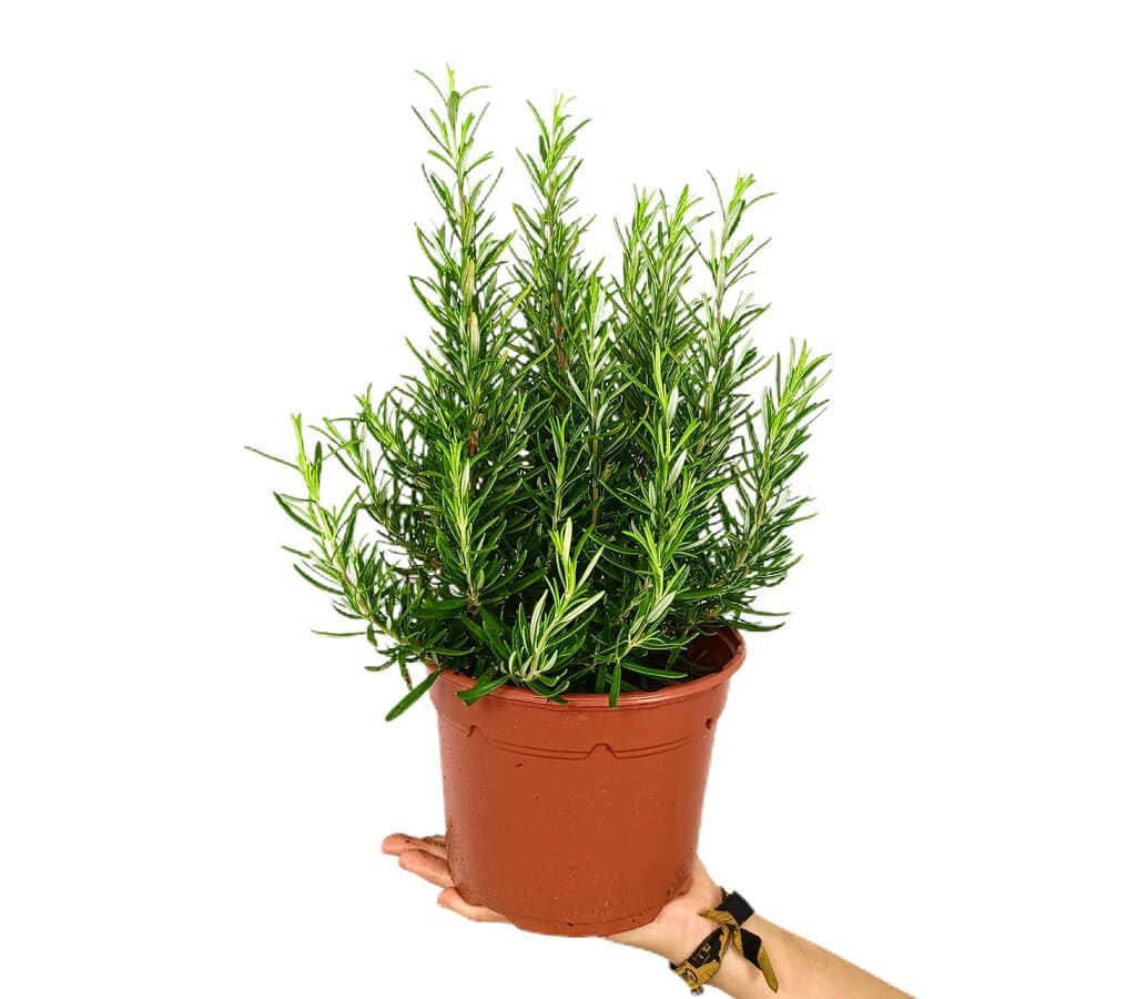 Romero Officinalis M17_0