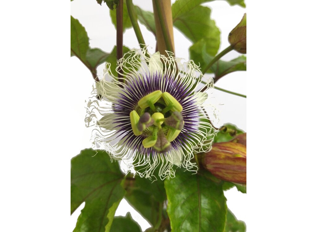 Passiflora Edulis Maracuya M20 170cm_1