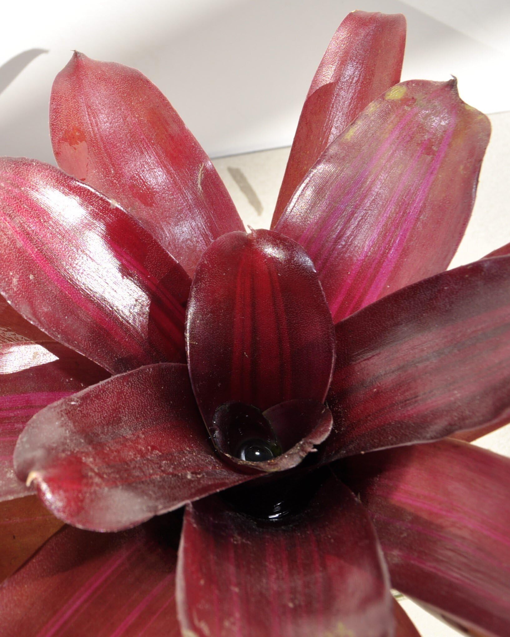 Neoregelia 'Iris'; bromelia purpúrea, apta para terrarios; Curiosarium; altura 15-18 cm, diámetro 12-15 cm_0