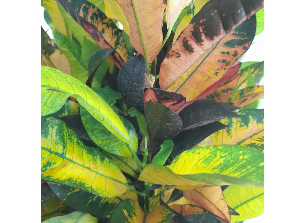 Croton Iceton M30 100-120cm_4