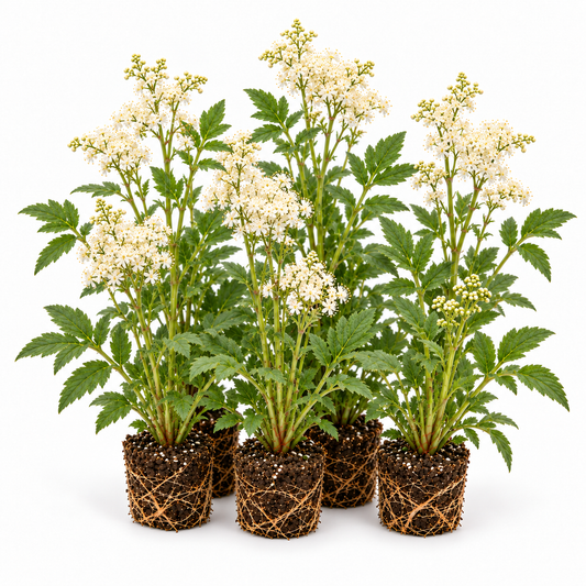 Reina De Los Prados - Filipendula Ulmaria - 12 Plantas_0