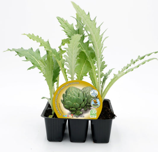 Pack Plantones Alcachofa 6 Ud. Natural - Fitoralia_0