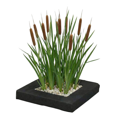 Isla De Plantas Espadaña - 4 Plantas Acuáticas - Typha Latifolia_0