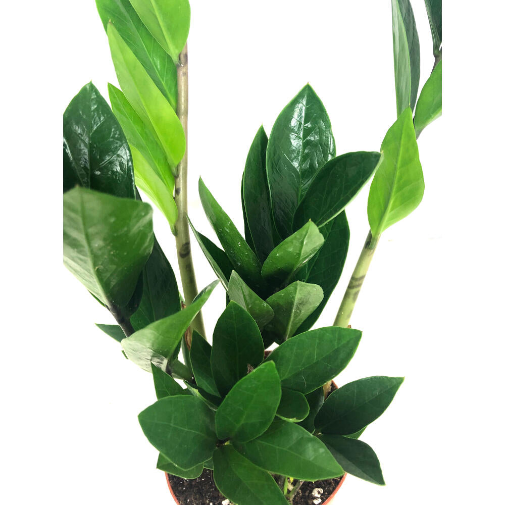 Zamioculca Zamiifolia M12_2