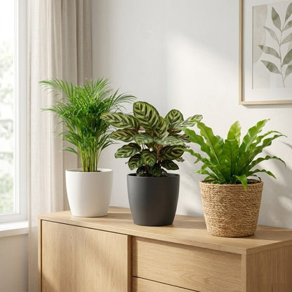 Plantas De Interior - 6 Con Cesta - Purificadoras Y Fáciles De Cuidar_1
