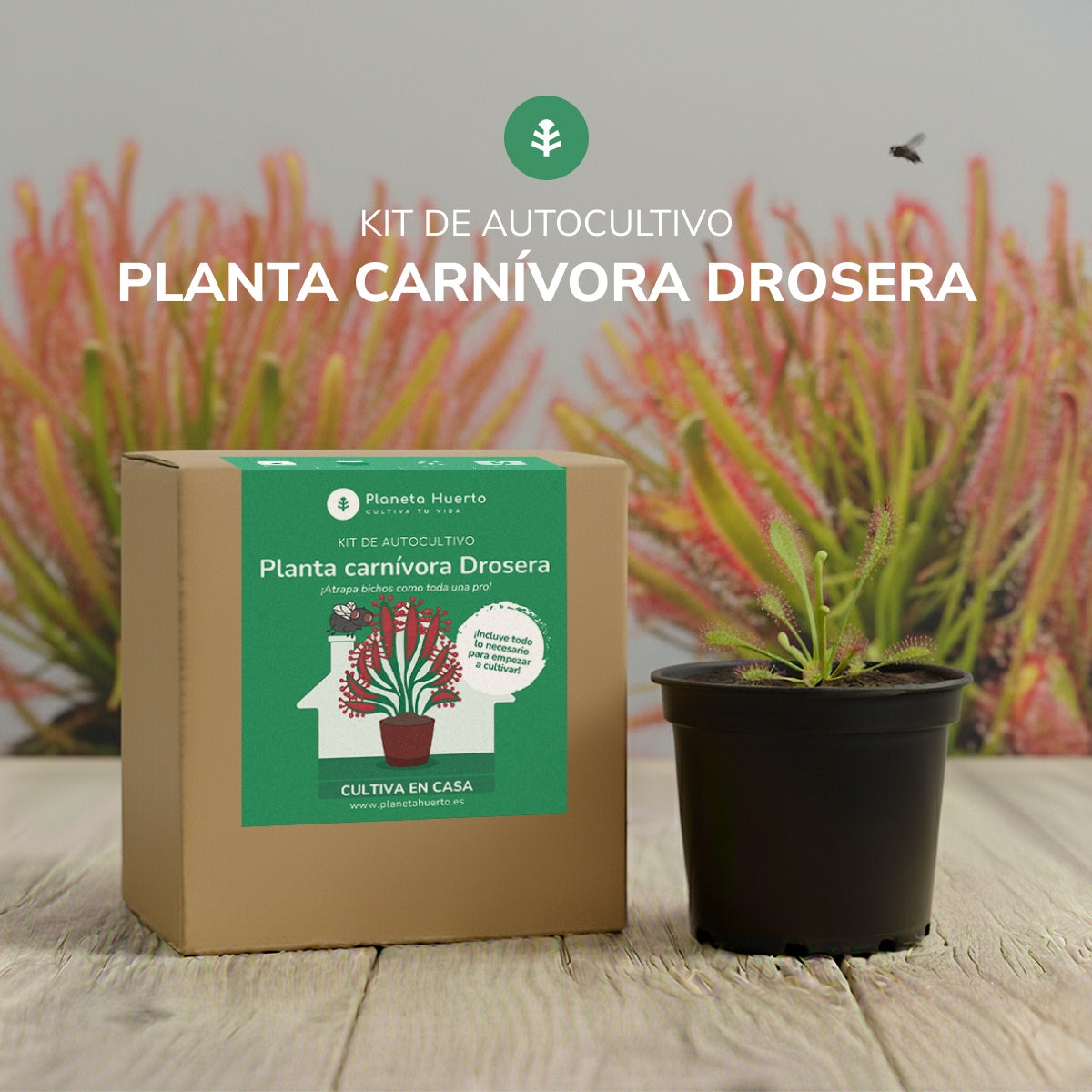 Kit de autocultivo Planta carnívora Drosera Planeta Huerto