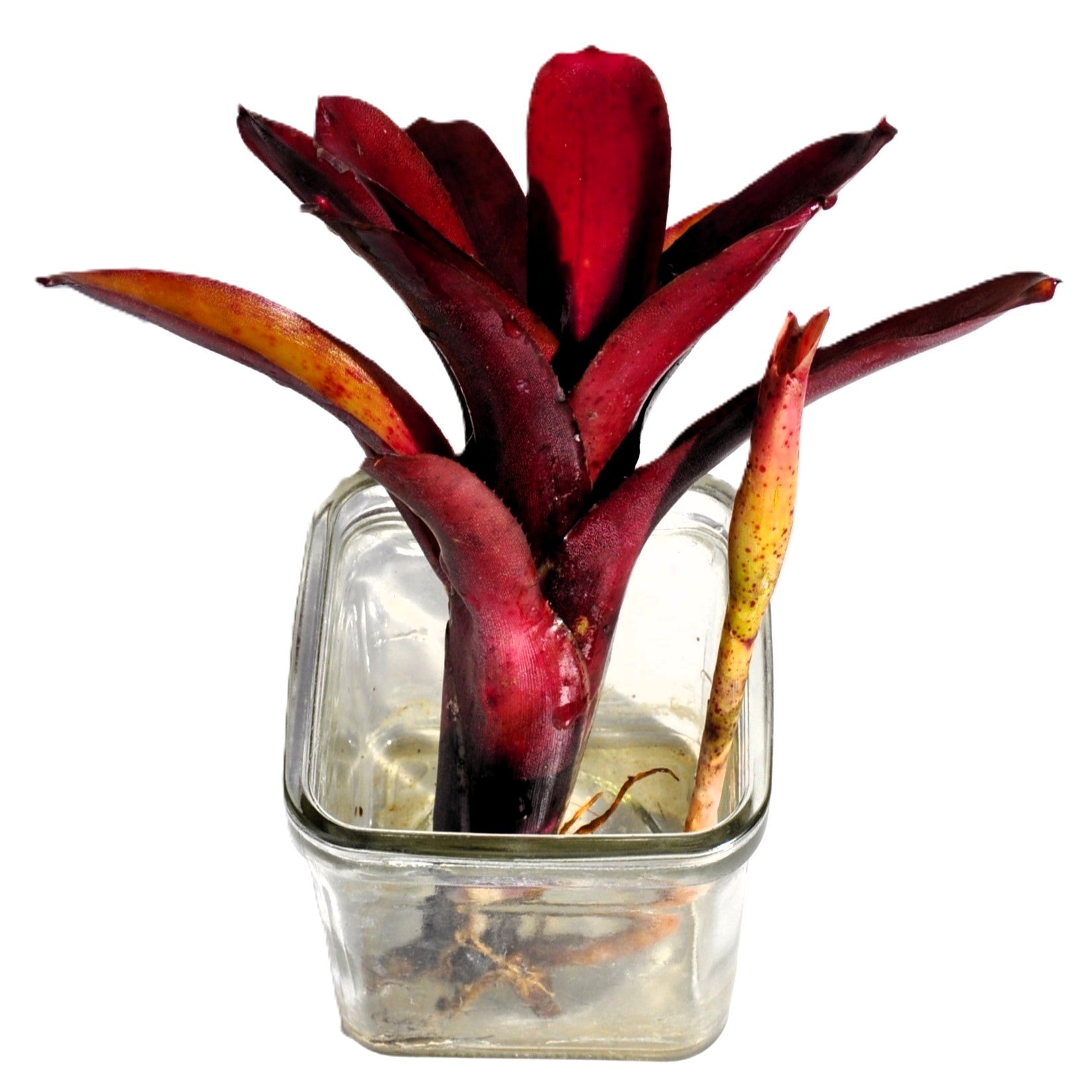 Neoregelia 'amazon', Bromelia Ornamental, Curiosarium, Altura 10 Cm, Diámetro 10 Cm, Sin Sustrato_4