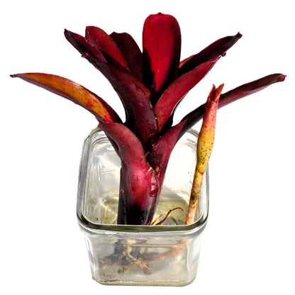 Neoregelia 'amazon', Bromelia Ornamental, Curiosarium, Altura 10 Cm, Diámetro 10 Cm, Sin Sustrato_4
