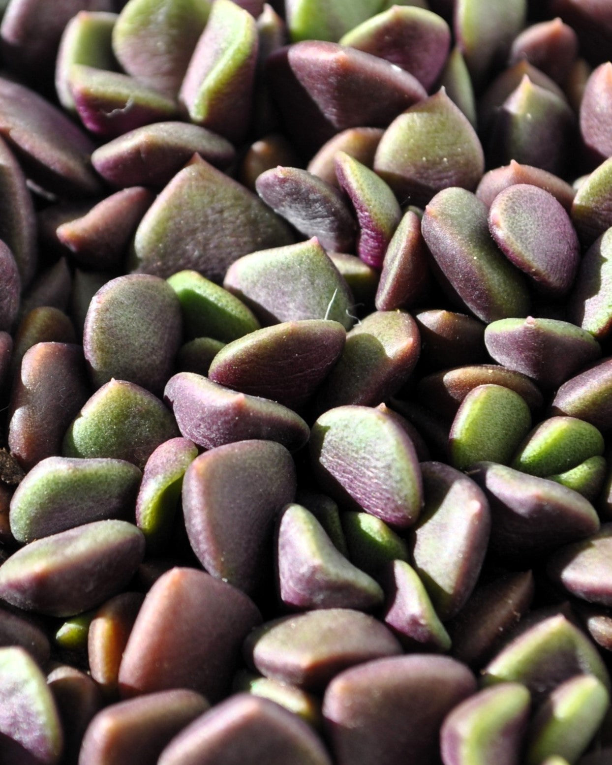 Anacampseros Rufescens (rosa De Arena); Planta Suculenta; Curiosarium; Diámetro Maceta 10,5 Cm_4
