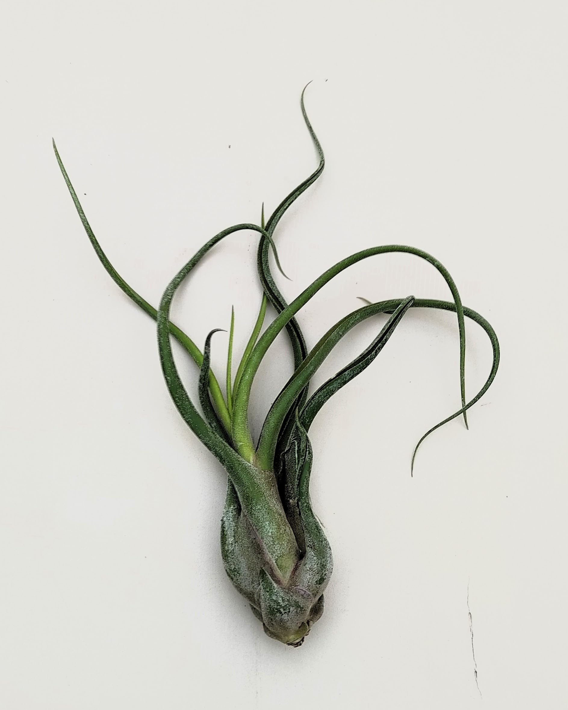 Tillandsia caput-medusae [M]; planta pulpo, cabeza de Medusa; Curiosarium; altura 12-15 cm, Diámetro 12-15 cm_0