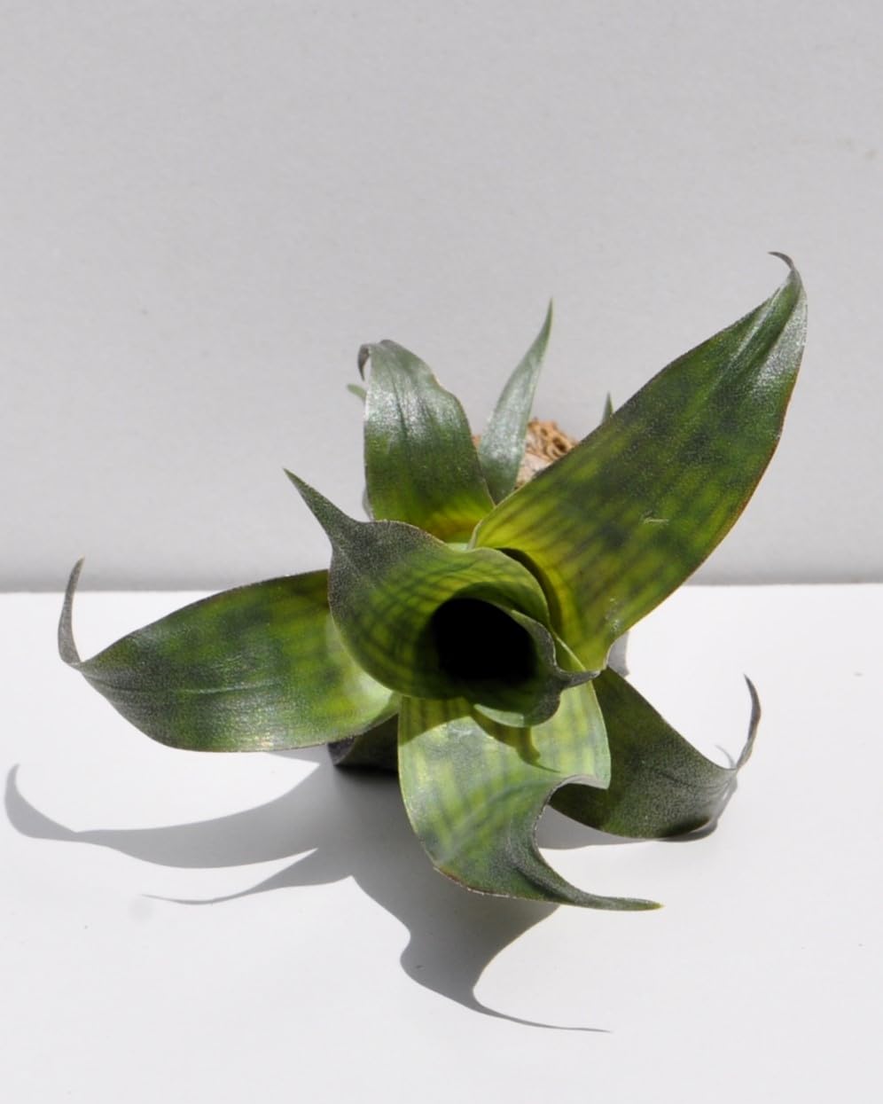 Vriesea gigantea 'Nova' [mini]; bromelia tropical; Curiosarium; altura 10-12 cm, diámetro 8-10 cm, sin sustrato_1
