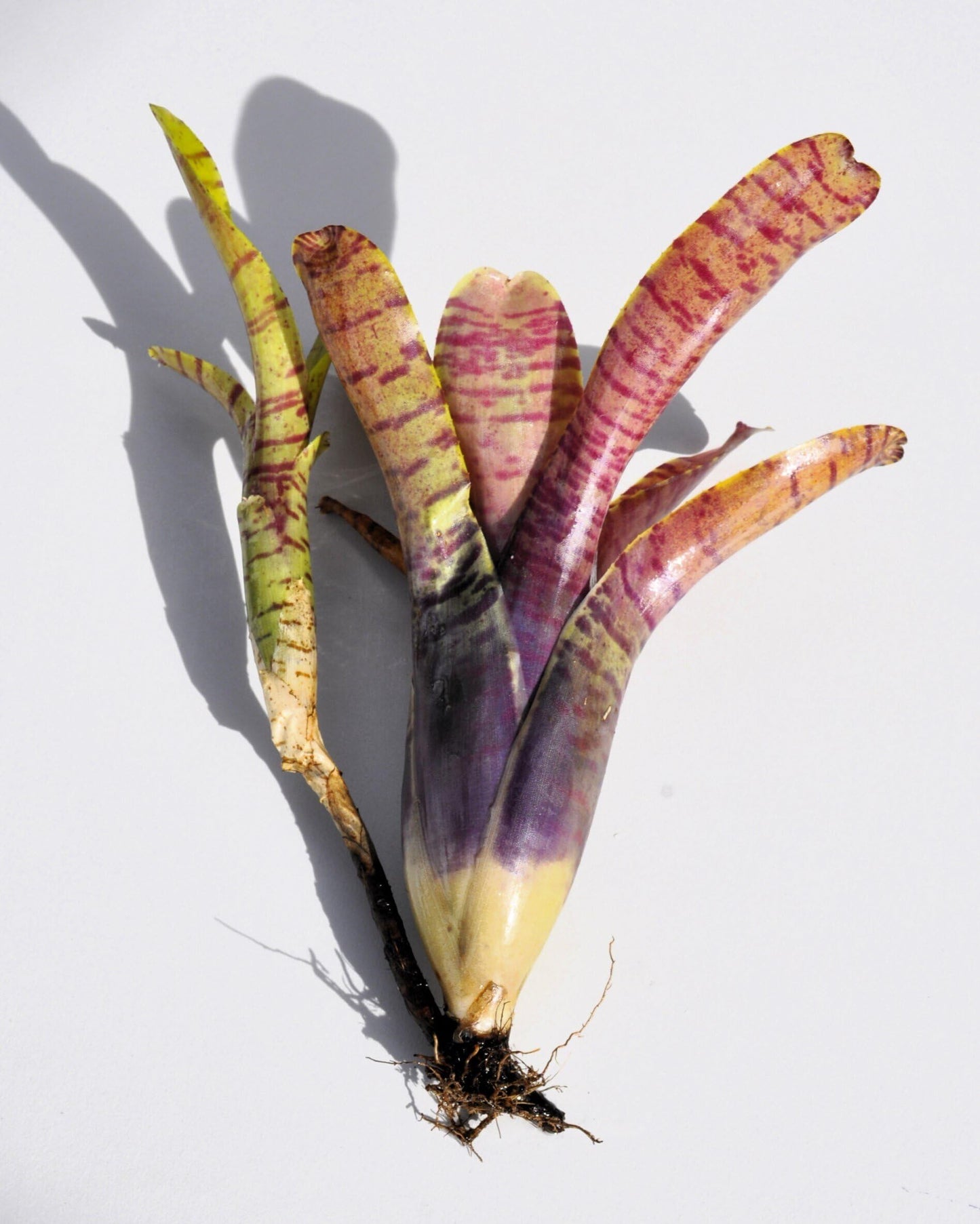 Neoregelia tigrina; bromelia rayada, apta para terrarios; Curiosarium; altura 20 cm, diámetro 18 cm_0