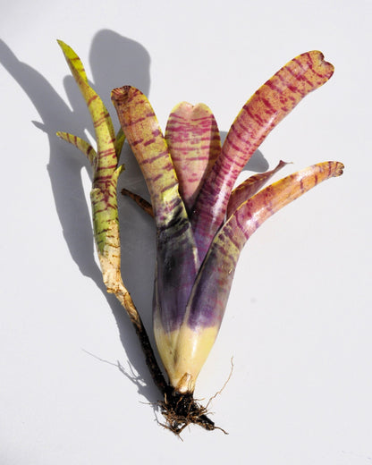 Neoregelia tigrina; bromelia rayada, apta para terrarios; Curiosarium; altura 20 cm, diámetro 18 cm_0