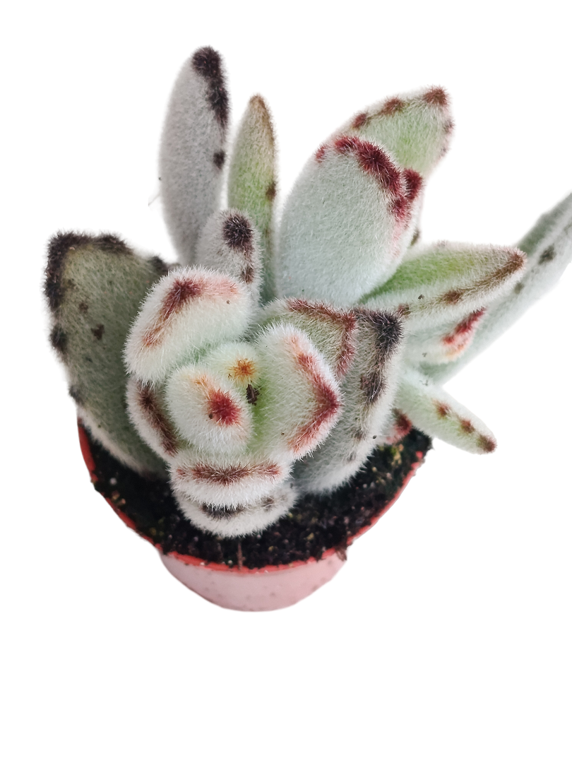 Kalanchoe Tomentosa Pata De Panda 1 Planta suculenta_0