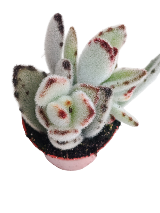Kalanchoe Tomentosa Pata De Panda 1 Planta suculenta_0