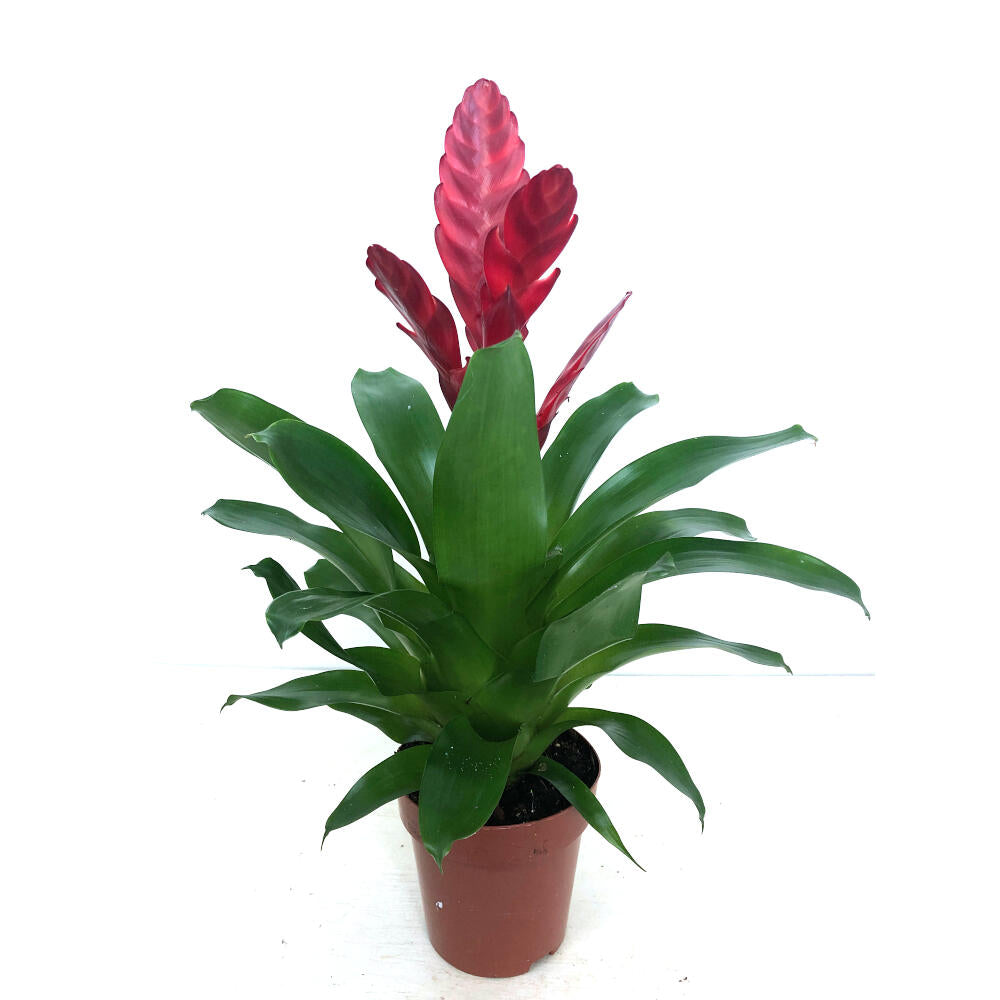 Vriesea Variada M12 45cm_3