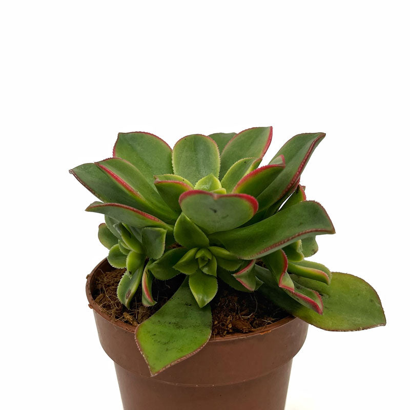 Aeonium haworthii "kiwi" Cactus Y Suculentas M8,5 cm Ø_0