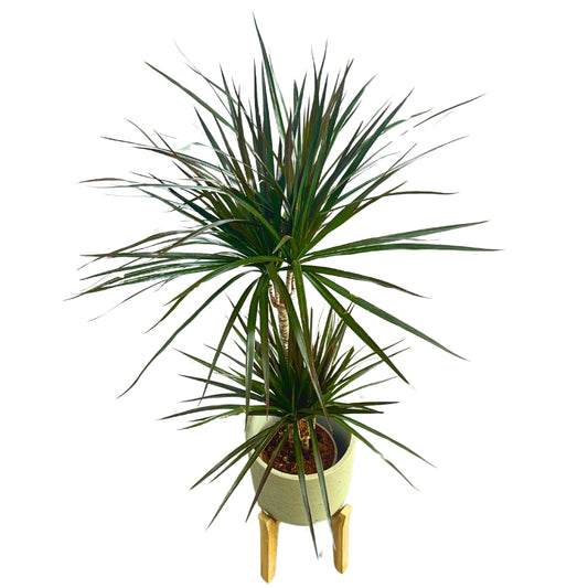 Dracena Marginata Planta De Interior (dracaena Marginata) Maceta 17cm 2 Troncos 45/15_0