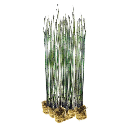 Cola De Caballo Acuática - Equisetum Fluviatile - 15 Plantas_0
