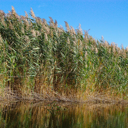 Carrizo - Phragmites Australis - Set De 4 Con Cesta_1