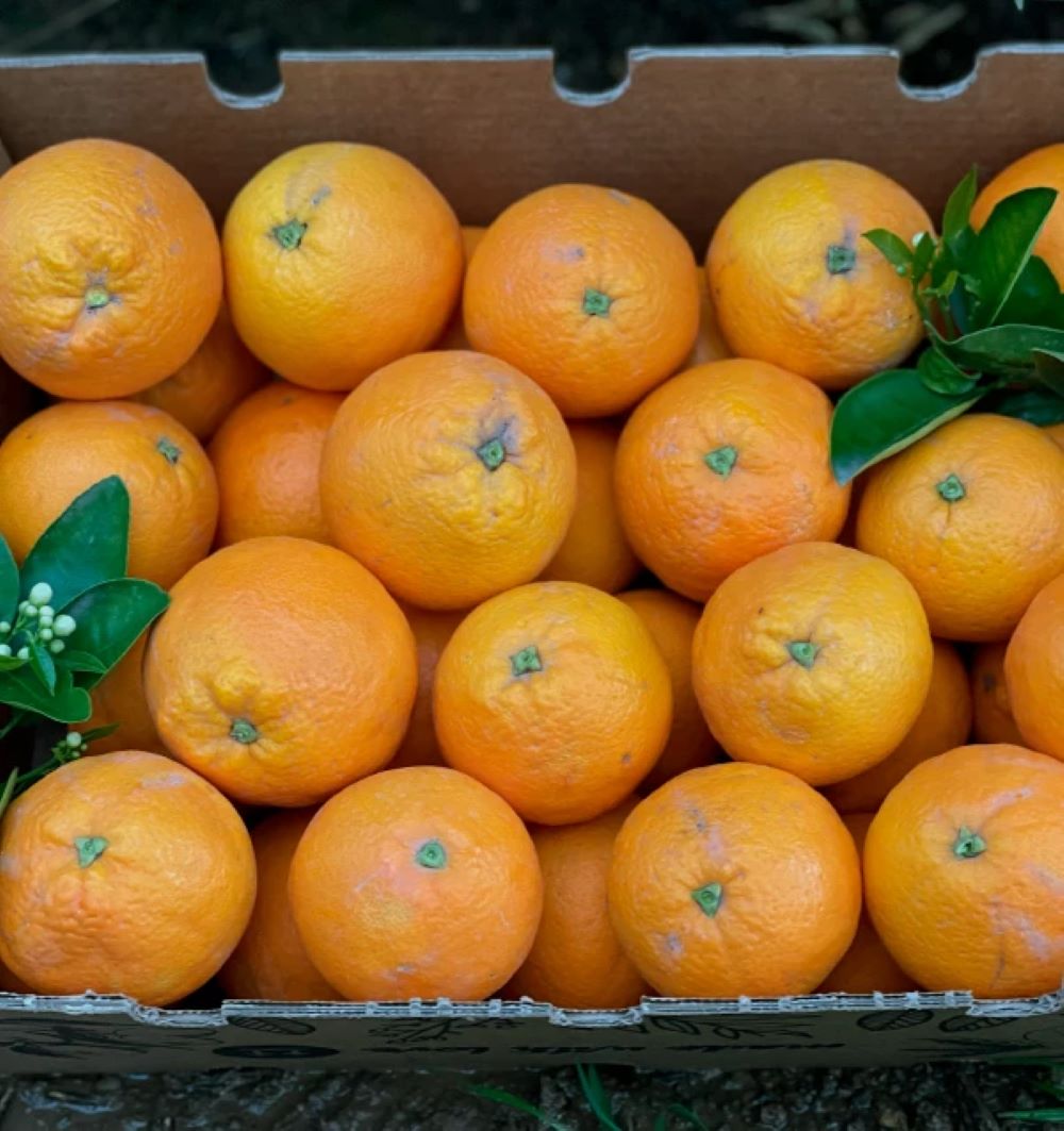 Caja De Naranjas Valencianas Frescas Tropitop 9kg_3