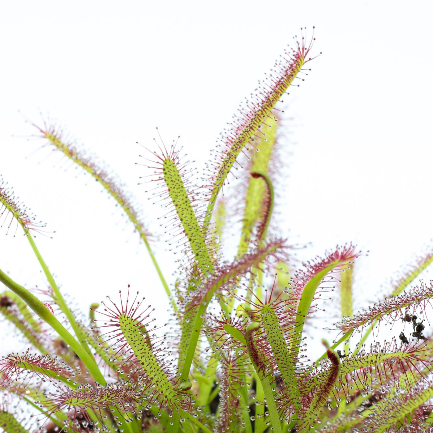 Drosera Capensis M9_1
