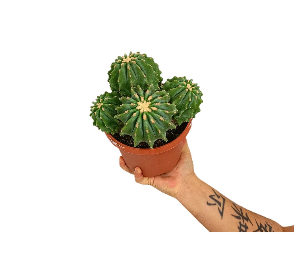 Ferocactus Glaucescens Inermis M17_0