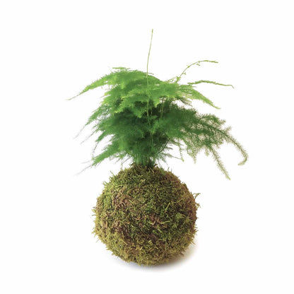 Asparagus En Kokedama Musgo_1