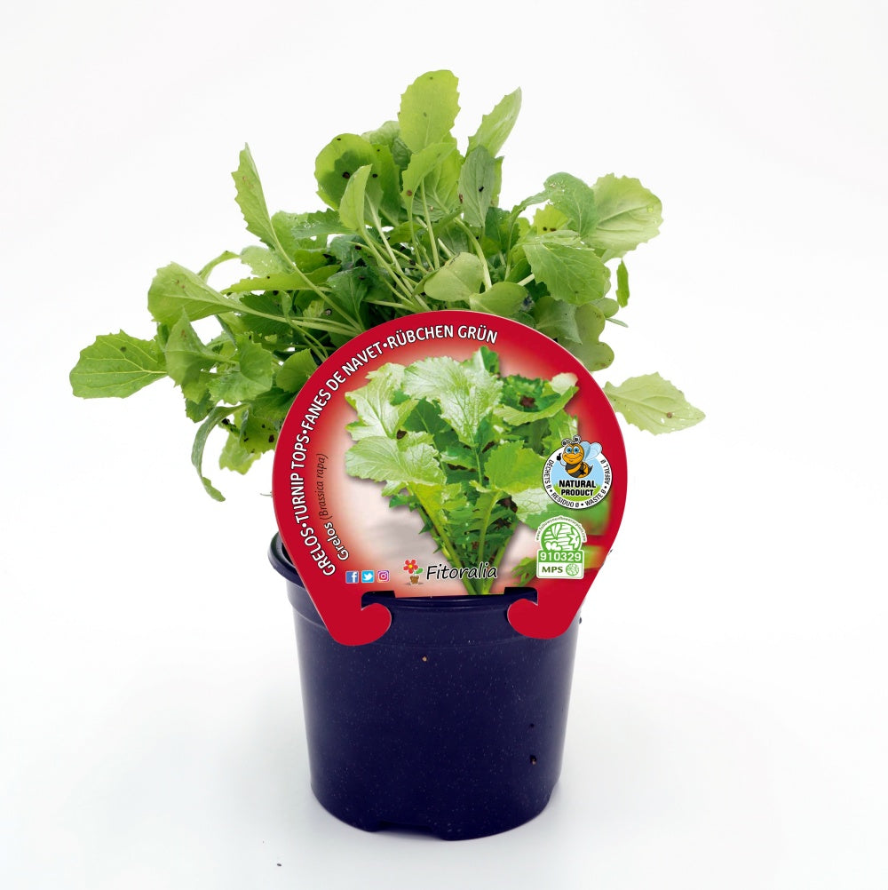 Plantón Grelo En Maceta 10,5 Cm. Natural - Fitoralia_0